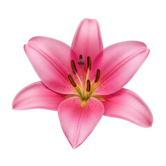 Obraz premium Vibrant pink lily flower close-up beautiful petals intricate stamen detailed floral photography