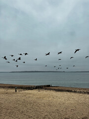 Freedom in Flight: A Tranquil Beach Scene