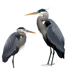 Obraz premium Two great blue herons standing against a white background