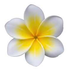 Fototapeta premium Beautiful white and yellow frangipani flower isolated detail realistic tropical bloom