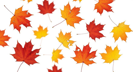 Fototapeta premium Scattered collection of vibrant red, orange, and yellow maple leaves isolated on white background, representing the beauty of autumn
