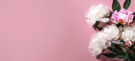 beautiful white and pink peonies