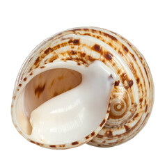 Open, ornate spiral shell, showcasing brown stripes and a smooth white interior against a black background