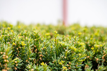 Green shrub with dense needle-like leaves in an outdoor