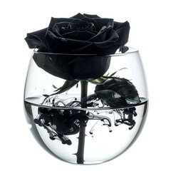 A black rose in a glass of water with black ink diffusing, isolated on a white backdrop