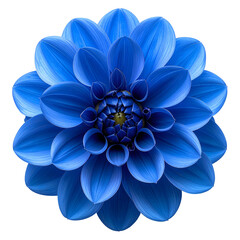Symmetrical blue dahlia bloom, petals radiating from a golden center, isolated on black