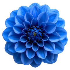 Close-up of a stunning, vibrant blue dahlia flower, isolated on a stark black background