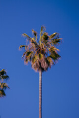 Tropical Palm Trees Against Clear Blue Sky. Relaxing Summer Vibes, Coastal Nature Landscape, Beach Vacation Background, California, Florida Aesthetic, Los Angeles