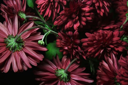Flowers. Closeup dark red chrysanthemums with bright rich petals and green stems on a dark background. Gardening. Blooming. Flower shop delivery. Seasonal. Autumn. Background. Wallpaper - Powered by Adobe