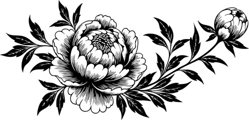 Elegant peony flower illustration perfect for botanical designs, invitations, and artistic projects, showcasing a classic floral motif with detailed line work. © Vectors Studio