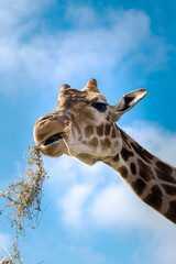 Giraffe eating hay surrounded by animals and visitors 
