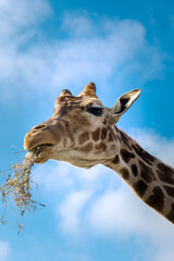 Giraffe eating hay surrounded by animals and visitors 