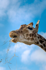 Giraffe eating hay surrounded by animals and visitors 