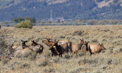 Herd of Elk Rutting in Autumn in Grand Teton National Park Wyoming