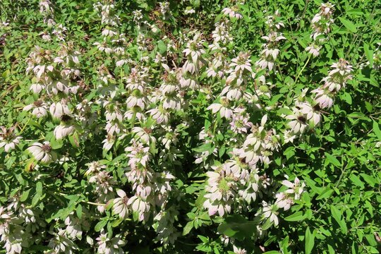 Monarda punctata flowers in Florida zoological garden