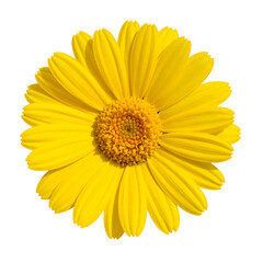 Vibrant yellow daisy with many petals and a detailed orange center, isolated on black