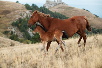  wild horses: mare with her foal grazing on top of mountain. 1200m from Black sea. cloudy evening. Crimea, Russia