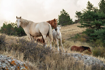 beautiful landscape with wild horses at mountain top1200m on Black sea. cloudy evening. Crimea, Russia