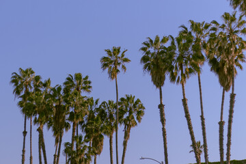 Tropical Palm Trees Against Clear Blue Sky. Relaxing Summer Vibes, Coastal Nature Landscape, Beach Vacation Background, California, Florida Aesthetic, Los Angeles