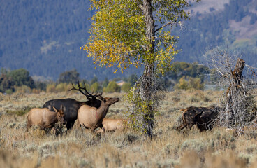 Herd of Elk Rutting in Autumn in Grand Teton National Park Wyoming