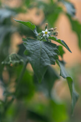 Solanum mammosum and its tiny white flowers on the plant.
