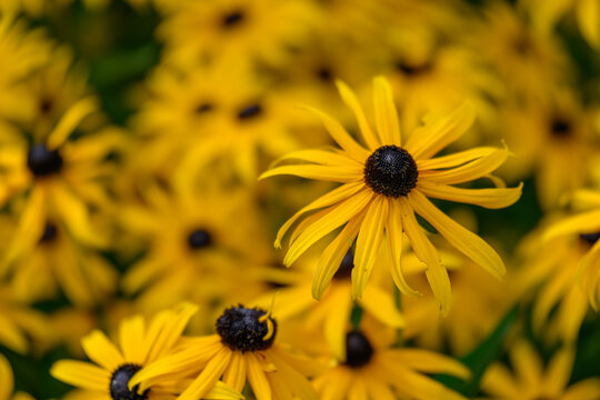 Yellow daisy flowers with black centers.
- Powered by Adobe