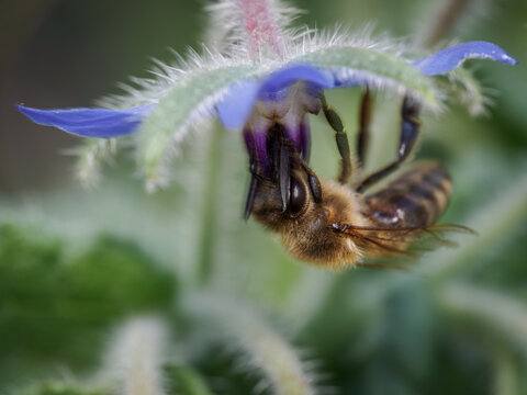 A bee is pollinating a blue flower on a hairy plant.