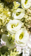 White eustoma flower for wedding flower arrangement in a plastic container. close-up
