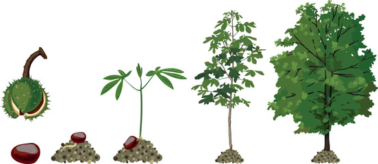 Life cycle of horse chestnut tree (Aesculus hippocastanum). Growth stages from seed and sprout to old tree and green crown isolated on white background	