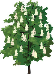 Flowering horse chestnut tree (Aesculus hippocastanum) isolated on white background