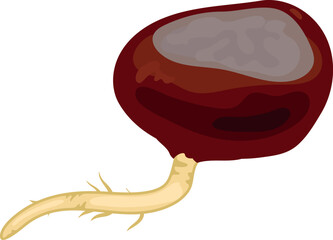  Seed of horse chestnut (Aesculus hippocastanum) germination isolated on white background