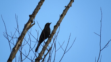 Silueta de un pájaro negro posado sobre ramas desnudas de un árbol bajo un cielo azul intenso, creando una composición minimalista y natural que evoca serenidad y libertad.