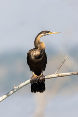 The African darter