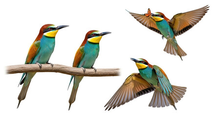 Fototapeta premium Brightly colored European Bee-eaters (Merops apiaster) in different poses. One is holding a butterfly, isolated against a white background.