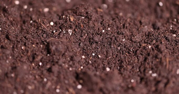 brown fertile soil for growing seedlings or use to improve the soil quality in the field, fertile soil mixed with white pieces of perlite