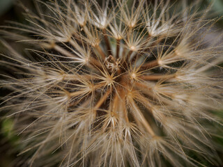 Macro detail of the fluff of a plant resembling a dandelion.

