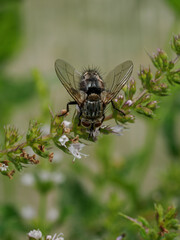 Black fly on the green part of mint outdoors in the garden.

