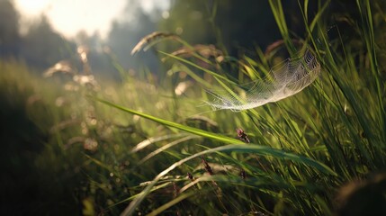 Delicate feather floating above green grass in natural environment