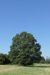 Fototapeta premium Eiche