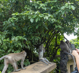 Three monkeys are sitting on a tree branch
