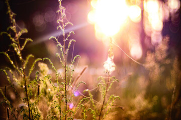 Backlit wild plants glowing in golden sunset light. Bokeh background, spider webs and dreamy atmosphere of nature.