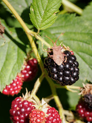 Brown bug on a ripe blackberry fruit.

