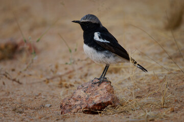 Mountain Chat or Wheatear Myrmecocichla monticola small insectivorous passerine bird endemic to southwestern Africa in mountains and rocky habitats in Namibia, Botswana and Angola.