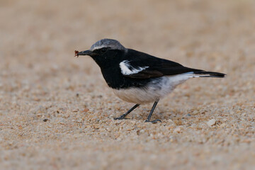 Mountain Chat or Wheatear Myrmecocichla monticola small insectivorous passerine bird endemic to...