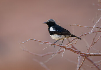 Mountain Chat or Wheatear Myrmecocichla monticola small insectivorous passerine bird endemic to southwestern Africa in mountains and rocky habitats in Namibia, Botswana and Angola.