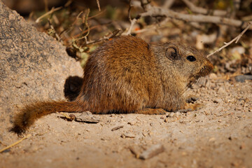 Obraz premium Dassie rat Petromus typicus or Noki, African rodent found among rocky outcroppings, similar habitats as hyrax, sometimes called rock rats, cute mouse like animal on the rock in Namibia