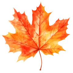 Fototapeta premium Watercolor orange maple leaf with autumn colors, isolated on white background