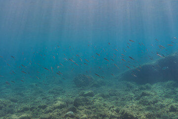A school of small fish swims in the clear blue ocean with beautiful sunbeams shining through the water's surface.