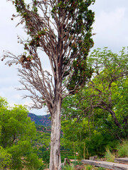 striking twisted tree rises prominently amidst vibrant green foliage and distant mountains. cloudy sky adds dramatic backdrop to serene natural setting