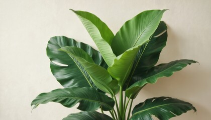 Large green tropical plant with big leaves against beige wall. Verdant foliage with textured background. Leafy plant with vibrant green color. Natural botanical still life with elegant organic